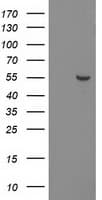 PNMA3 Antibody (clone OTI1C3)