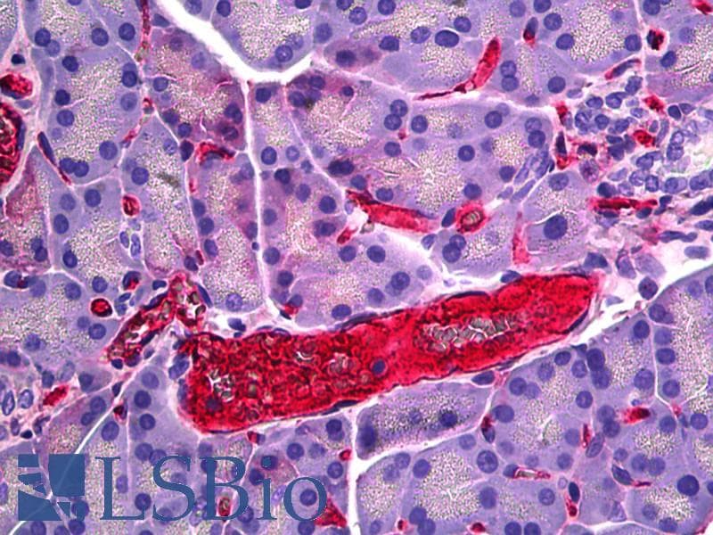 IHC-plus™ RECA-1 Antibody (clone HIS52)