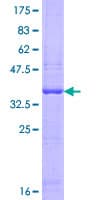 Human OASL Protein (Recombinant GST, N-terminus)