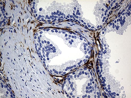PRODH Antibody (clone OTI2C11)