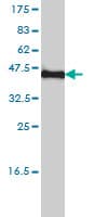 KCNF1 / KCNF Antibody (clone 1B2-7B6)