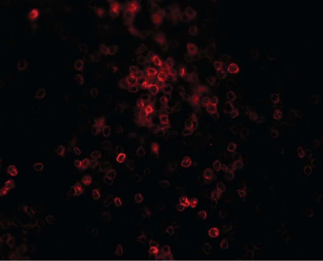 TLX3 Antibody