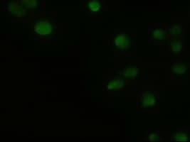GSC / Goosecoid Antibody (clone OTI4F11)