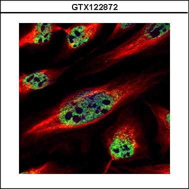 ZNF689 Antibody
