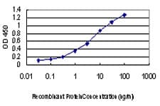 Monoclonal Mouse anti-Human PKN2 Antibody (clone 3A7, IF, WB)