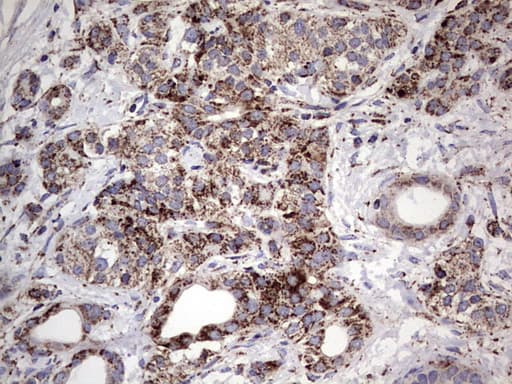 PIK3CD / PI3K Delta Antibody (aa286-610, clone OTI2H3)