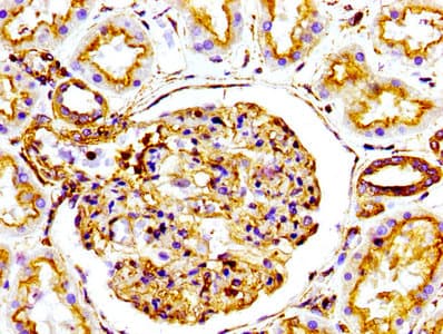 ACTA1 / Skeletal Muscle Actin Antibody