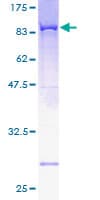 Human NT5C2 Protein (Recombinant GST)