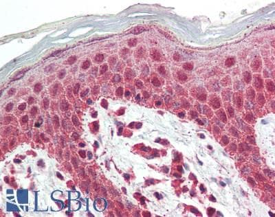 IHC-plus™ SOX10 Antibody
