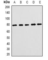FBXL5 / FBL5 Antibody