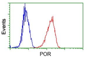 IHC-plus™ Monoclonal Mouse anti-Human CYPOR / POR Antibody (clone 6C4, IHC, IF, WB)