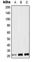 LIF Antibody (Internal)