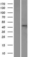 STAC2 Protein (Over-Expression Lysate Myc-DDK (Flag))