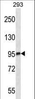 C-TAK1 / MARK3 Antibody (aa608-636)