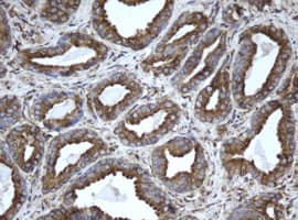 EPHX1 / Epoxide Hydrolase 1 Antibody (clone OTI3F10)
