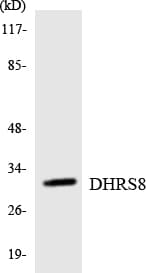 HSD17B11 Antibody (aa58-107)
