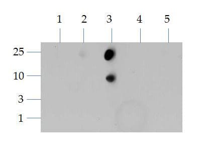 HIST3H3 Antibody (Me2-Lys4)