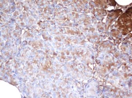 PSMA2 Antibody (aa50-234, clone OTI3D9, Carrier-free)