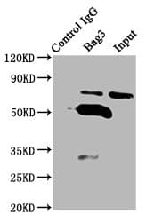 BAG3 / BAG-3 Antibody (aa2-577)