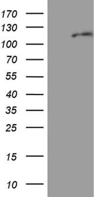 Monoclonal Mouse anti-Human AGO1 / EIF2C Antibody (clone OTI2E8, Carrier-free, aa226-490, WB)