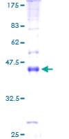 Human MALL Protein (Recombinant GST)