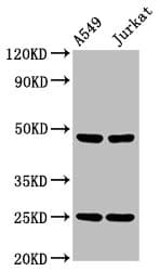 LILRA3 / CD85e Antibody