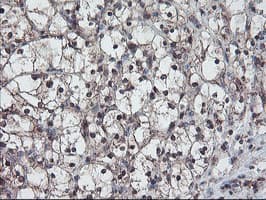 RABL2A Antibody (clone OTI4A3)