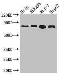 RTF1 Antibody