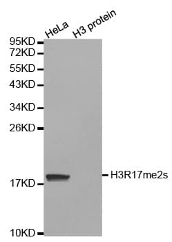 Histone H3 Antibody (Sym-Di-Methyl-Arg17)