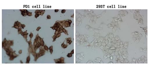PDCD1 / CD279 / PD-1 Antibody (clone OTI14C5)