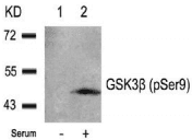 GSK3B / GSK3 Beta Antibody
