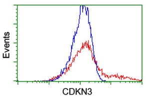 CDKN3 / KAP Antibody (clone OTI2H1)