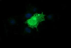 EPCAM Antibody (clone OTI3B2)