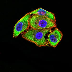 Monoclonal Mouse anti-Human GRM5 / MGLUR5 Antibody (clone 1A11D10, IHC, WB)
