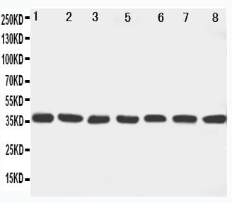 Polyclonal Rabbit anti-Human MAP2K6 / MEK6 / MKK6 Antibody (aa7-23, WB)