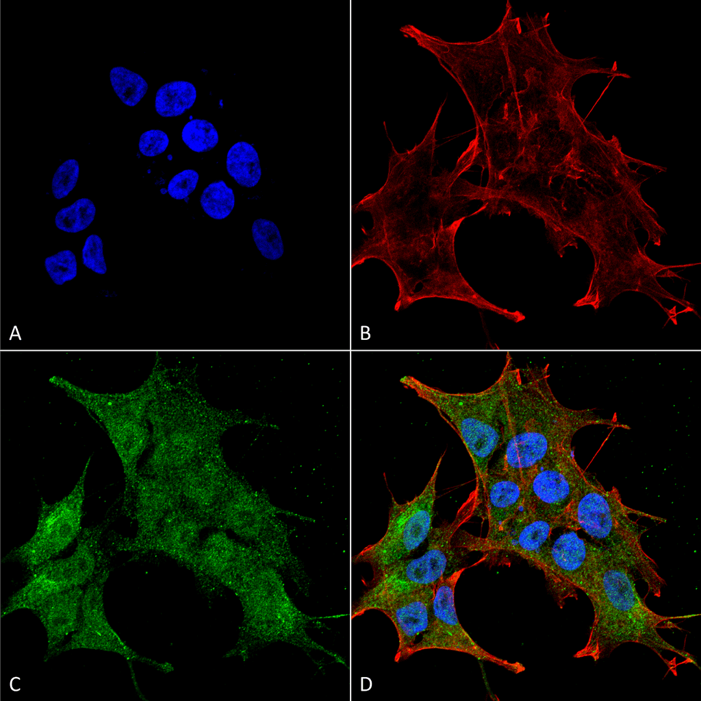 KIAA1811 / BRSK1 Antibody