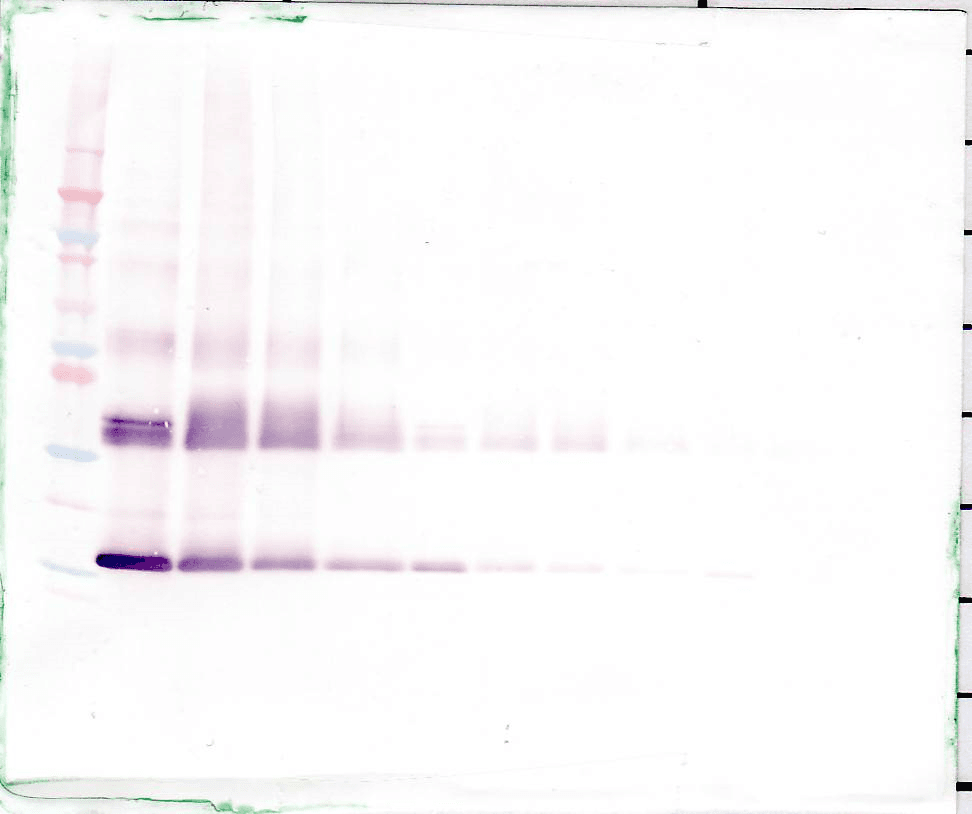 Polyclonal Rabbit anti-Human IL1F9 Antibody (WB)