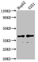 IHC-plus™ Polyclonal Rabbit anti-Human AMBP Antibody (IHC, WB)