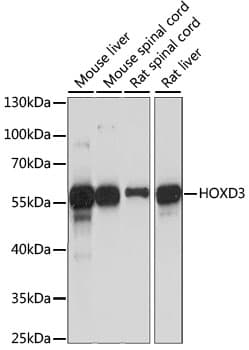 HOXD3 Antibody
