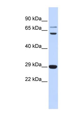 CD40L Antibody (aa108-157)