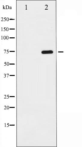 LMNB1 / Lamin B1 Antibody