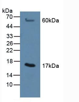 MGST1 Antibody (aa8-155, APC)