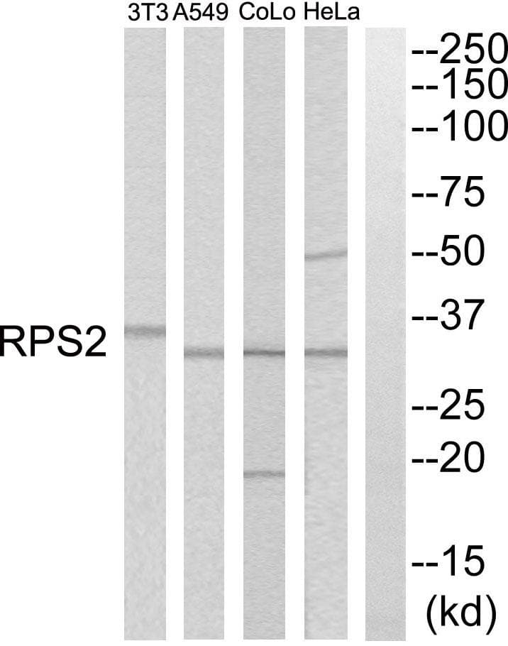 RPS2 / Ribosomal Protein S2 Antibody