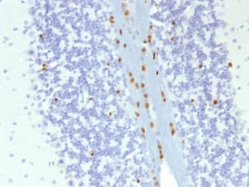 SOX10 Antibody (clone SOX10/1074, Azide-free, BSA-free)