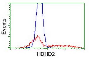 Monoclonal Mouse anti-Human HDHD2 Antibody (clone OTI 3A12, WB)