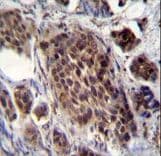 FRAT2 Antibody (aa203-230)