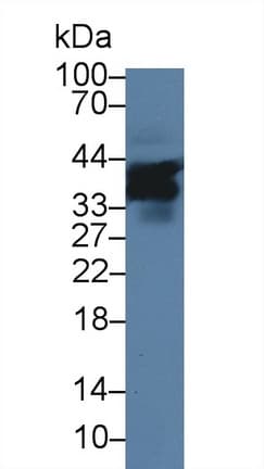 CD84 / SLAMF5 Antibody (aa32-222, APC)
