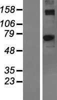 ACSM2A / MACS2 Protein (Over-Expression Lysate Myc-DDK (Flag))