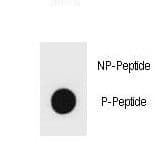 Hamartin / TSC1 Antibody (phospho-Ser1141)