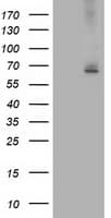 ILVBL Antibody (clone OTI6G9)